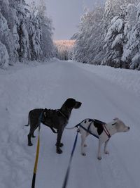 H&auml;tta och Baloo